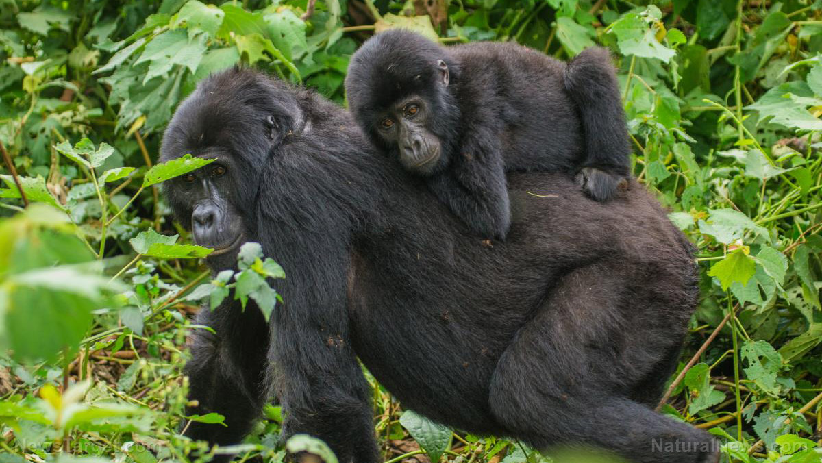 Previously healthy gorilla dies of multiple organ failure following covid vaccination