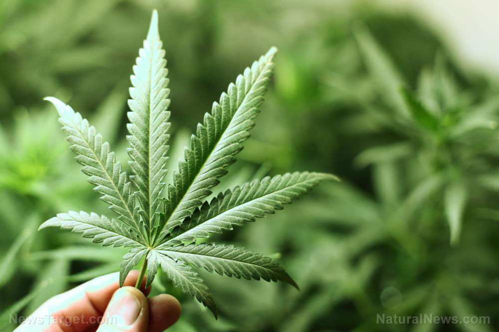 Thailand giving away one million cannabis plants to encourage citizens to grow natural medicine