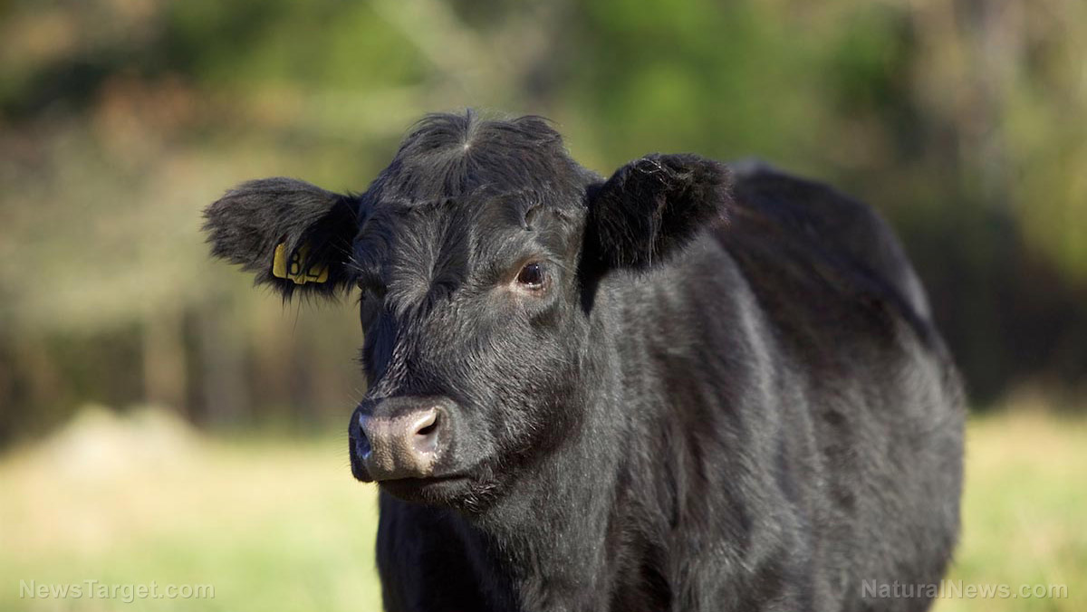 Science pushes cruel new artificial “cultured” meat that involves slicing into heifers while still alive