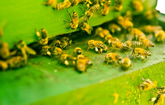 Study warns US farmland is now 48 TIMES more TOXIC to insects: Are neonicotinoids to blame for the impending “insect apocalypse?”