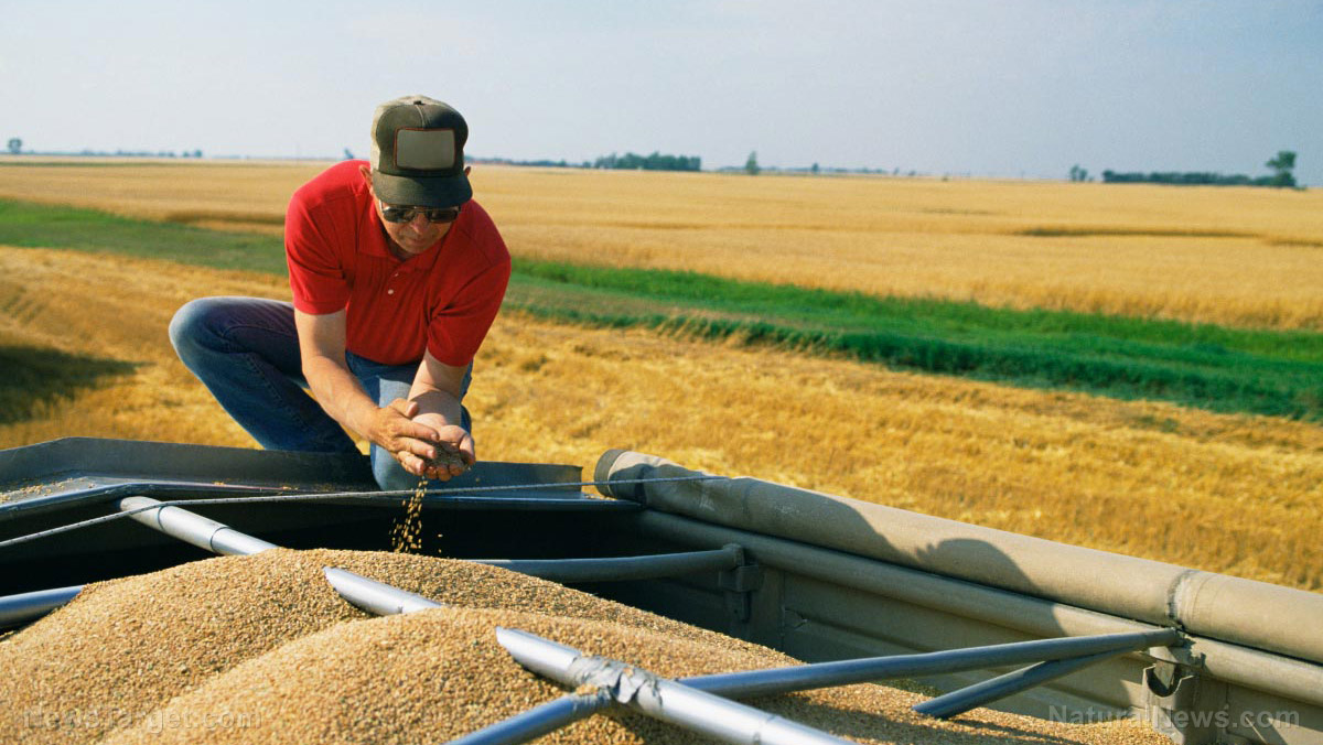 Ukraine reports two-thirds decrease in grain exports while global wheat prices skyrocket
