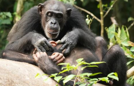 Chimpanzee mother treats a wound on her son with an insect, while human mothers are spotted poisoning their babies with GMOs  