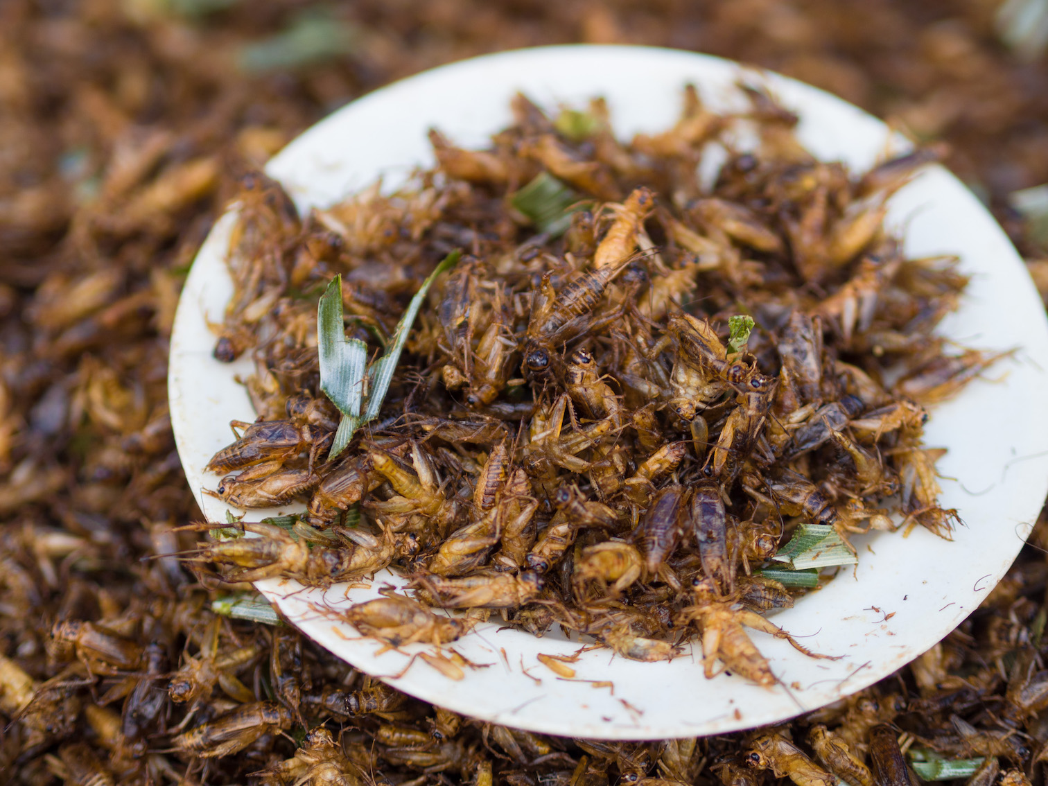 Canadian government spends $8.5 million on insect production facility to force people to eat BUGS