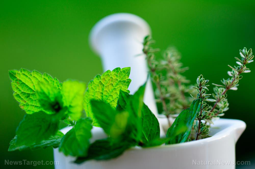 20 Useful medicinal herbs to plant in your home garden