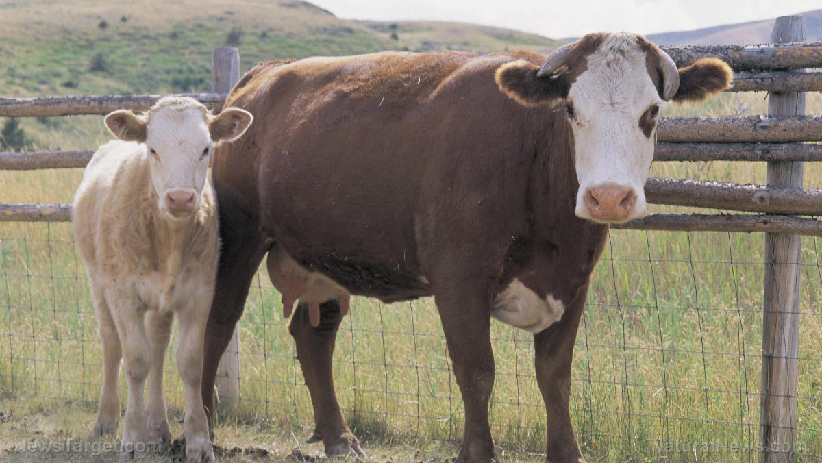 Many Western countries are trying to ban NITROGEN (and thus meat)