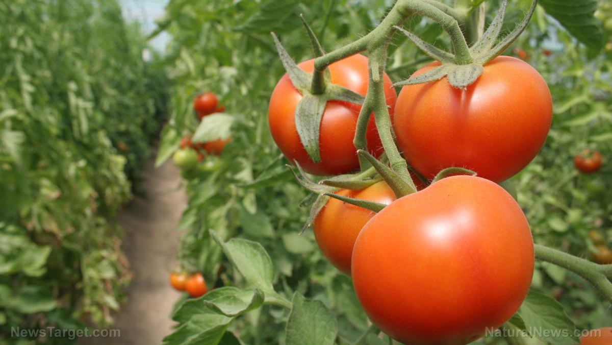Tomato shortage looms as drought threatens California’s summer crops