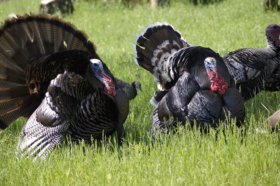 Bird flu and food inflation push turkey prices 73% higher than last year