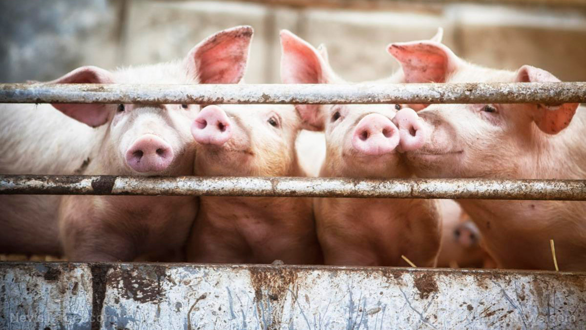 GMO MEAT? Bill Gates now spending tens of millions to genetically modify livestock Pigs-Pen-Rail-Livestock